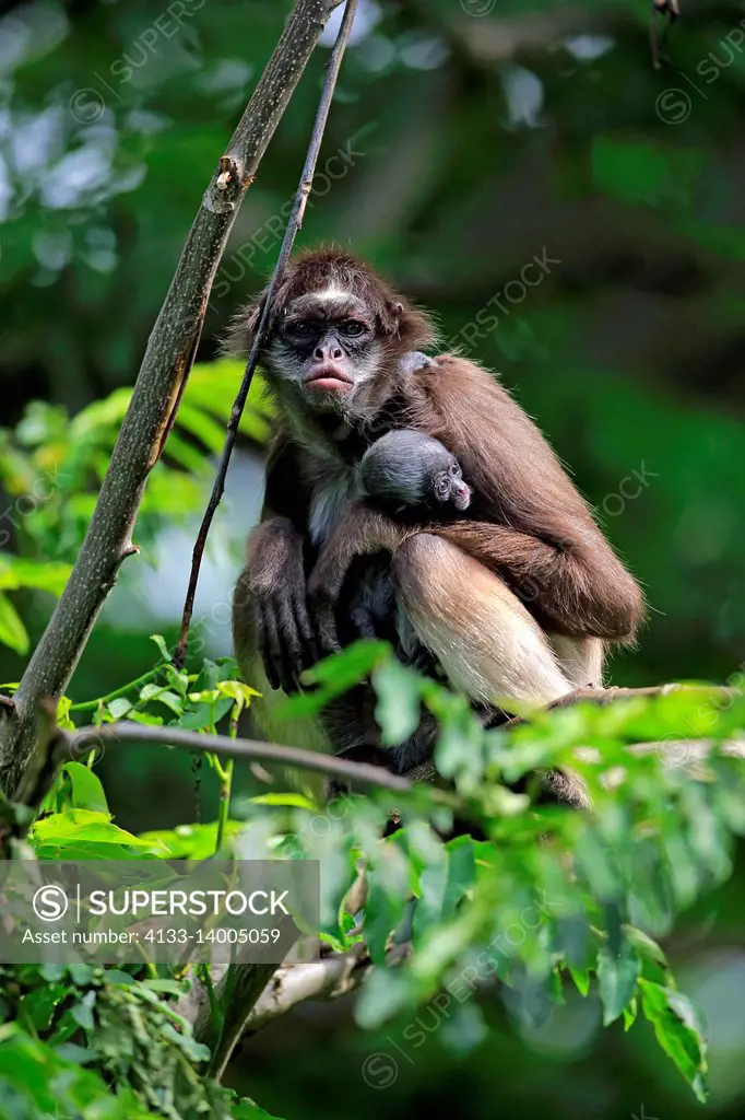 White Bellied Spider Monkey, Ateles belzebuth, mother with young on tree,  Asia - SuperStock