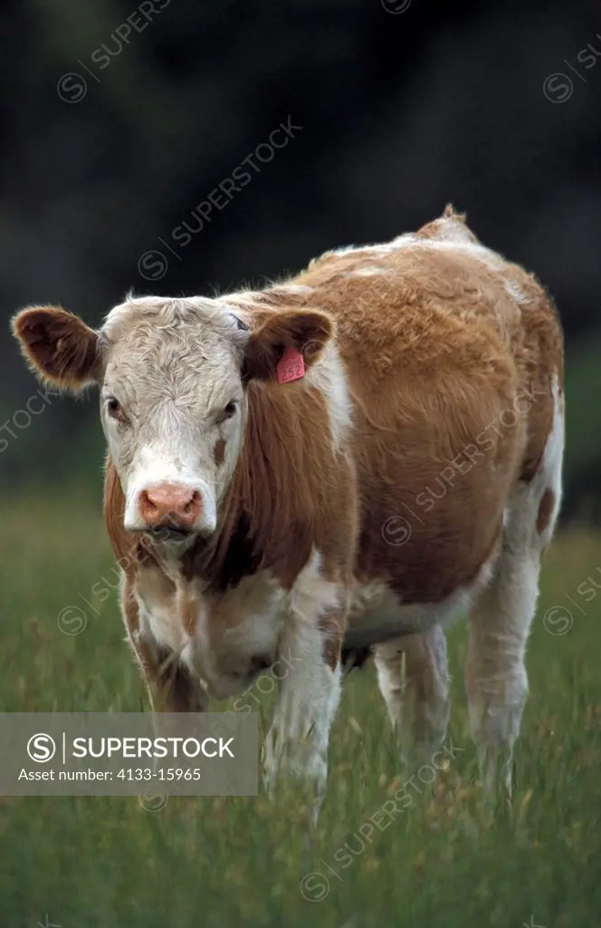 Cattle,Domestic Animal,Australia,adult out at feed - SuperStock