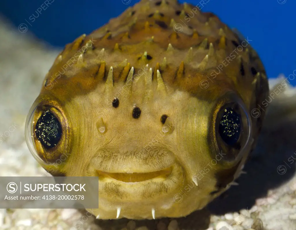 Close-up front view of the face and eyes of a Porcupinefish or Porcupine puffer fish (Diodon nicthemerus) resting in an aquarium at the King's Lynn Koi Centre Norfolk