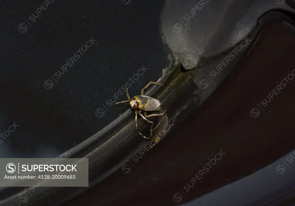 WATER BOATMAN (Notonecta) on windscreen Water boatman are good flyers and  can sometimes be found in odd places such as on car bonnets/hoods and  windscreens, mistaking the reflections for pond surfaces. -