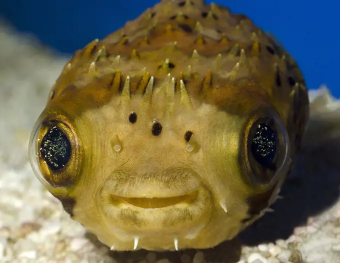 Close-up front view of the face and eyes of a Porcupinefish or Porcupine puffer fish (Diodon nicthemerus) resting in an aquarium at the King's Lynn Koi Centre Norfolk