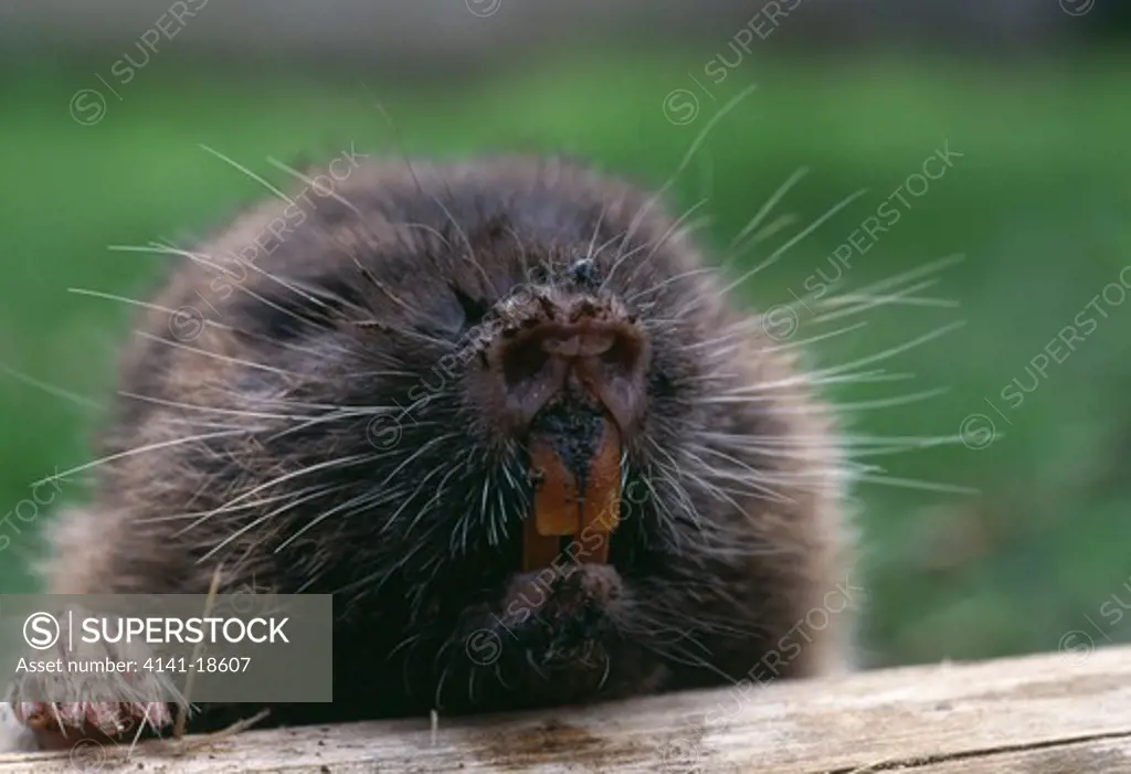 east african mole-rat tachyoryctes splendens face detail arusha, tanzania.  - SuperStock