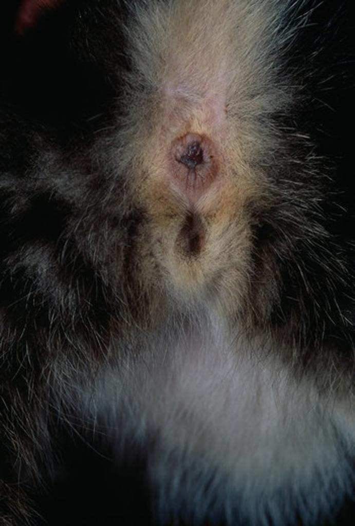 cat genitalia of female kitten tonbridge, kent, se england Stock Photo