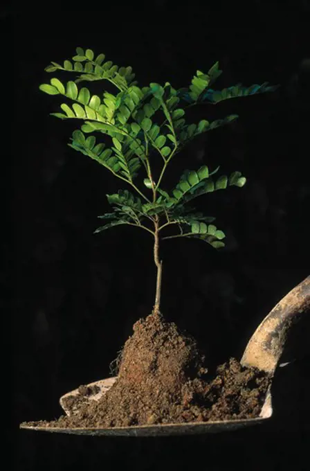 pau-brasil tree seedling caesalpinia echinata on spade, ready for planting. important lumber tree of atlantic rainforest, brazil