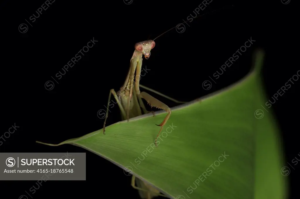 Crisp, Clean studio Shot of Green Praying Mantis on Black Background