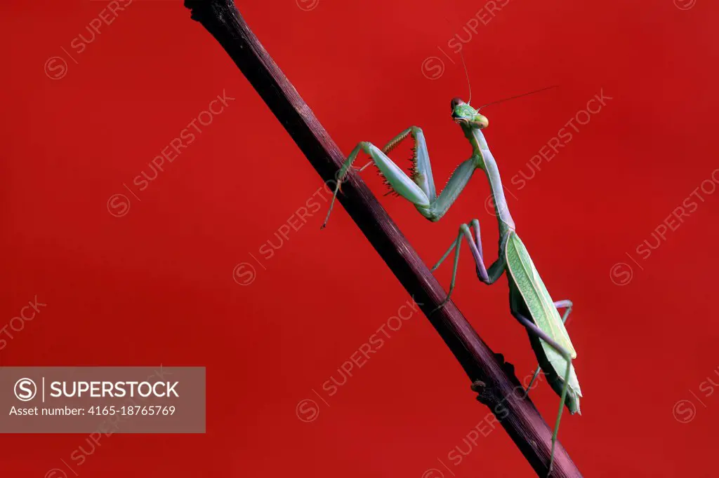 Detailed Green Praying Mantis on Red Background