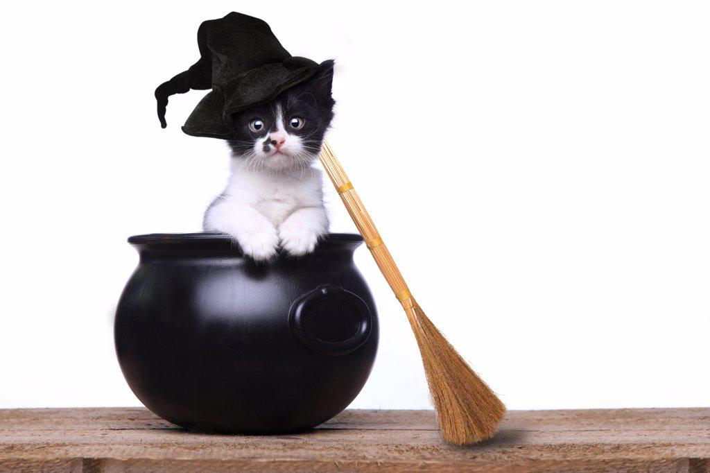 Cute Kitten Dressed as a Halloween Witch With Hat and Broom in Cauldron