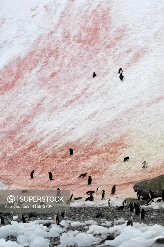 ANTARCTICA, SOUTH ORKNEY ISLANDS, CORONATION ISLAND, 'RED SNOW' ALGAE, CHINSTRAP PENGUINS