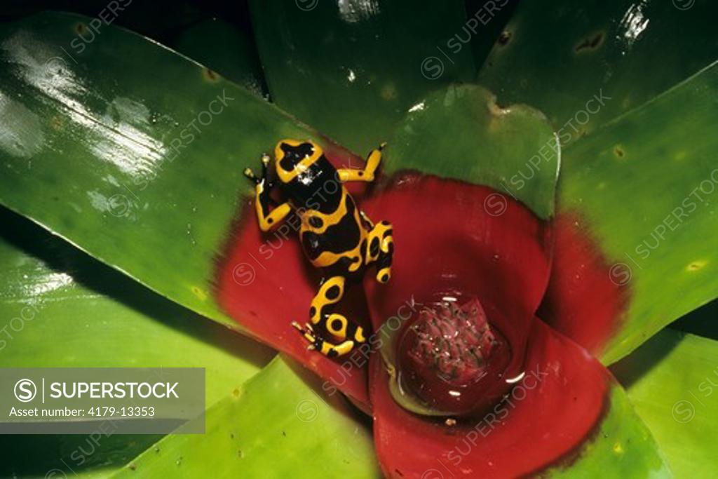 Stock Photo: 4179-13353 Marbled Poison Dart Frog (Dendrobates leucomelas) in Bromeliad, IC