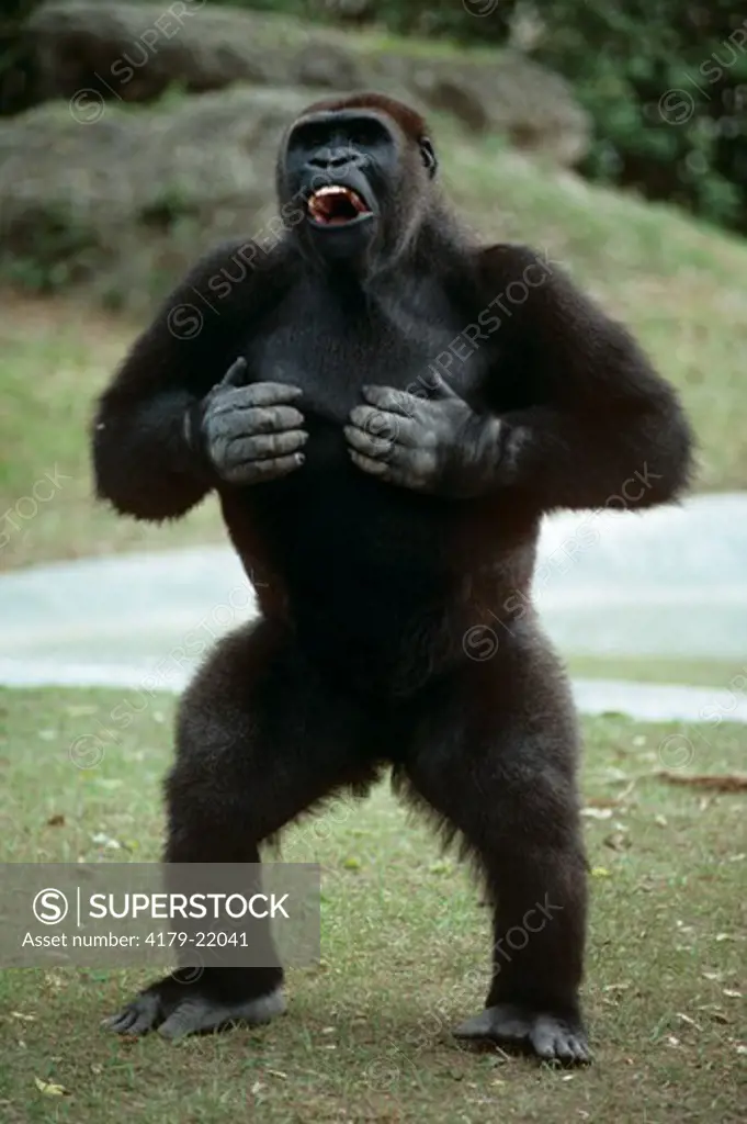 Karu velgørenhed afsked Juvenile Male Gorilla Beats Chest (Gorilla gorilla) Display Behavior, Miami  Zoo - SuperStock
