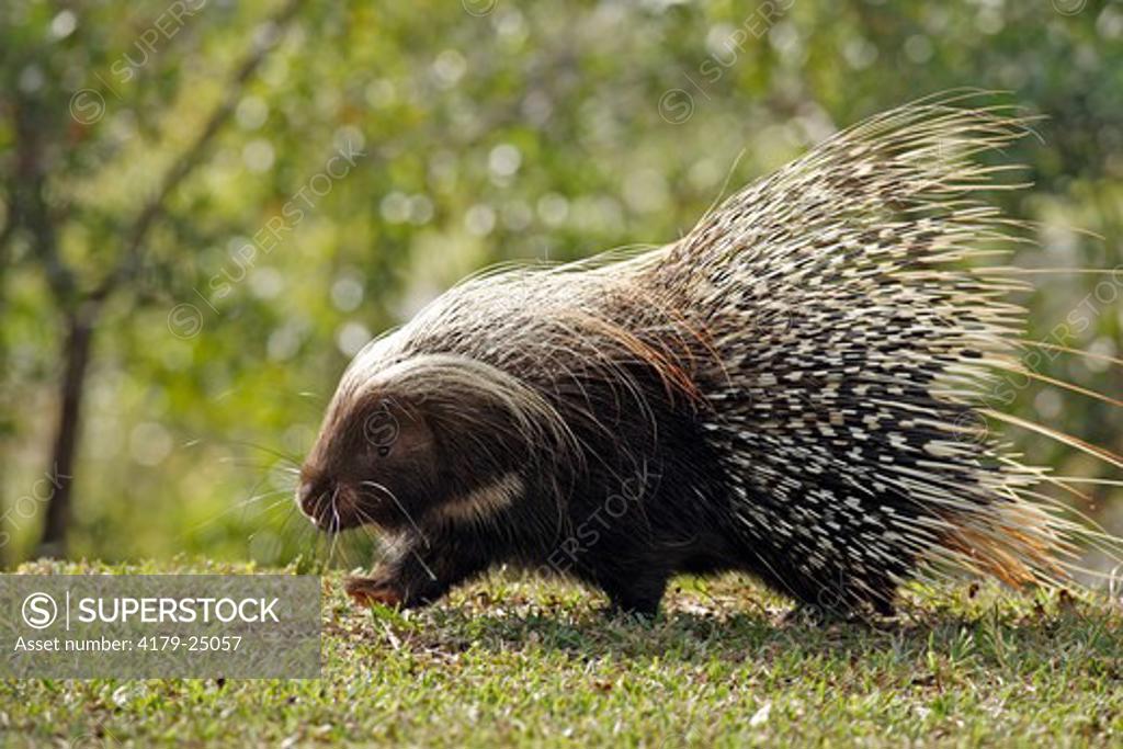 Stock Photo: 4179-25057 Cape Porcupine (Hystrix africaeaustralis) Adult, Southern Africa