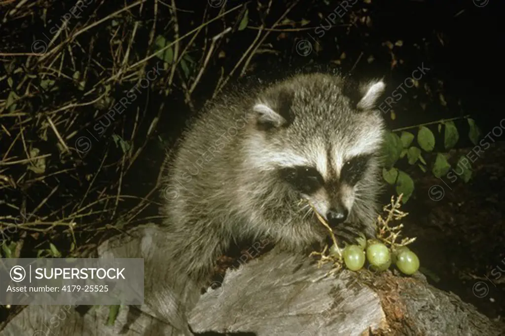 Raccoon eating Grapes - SuperStock
