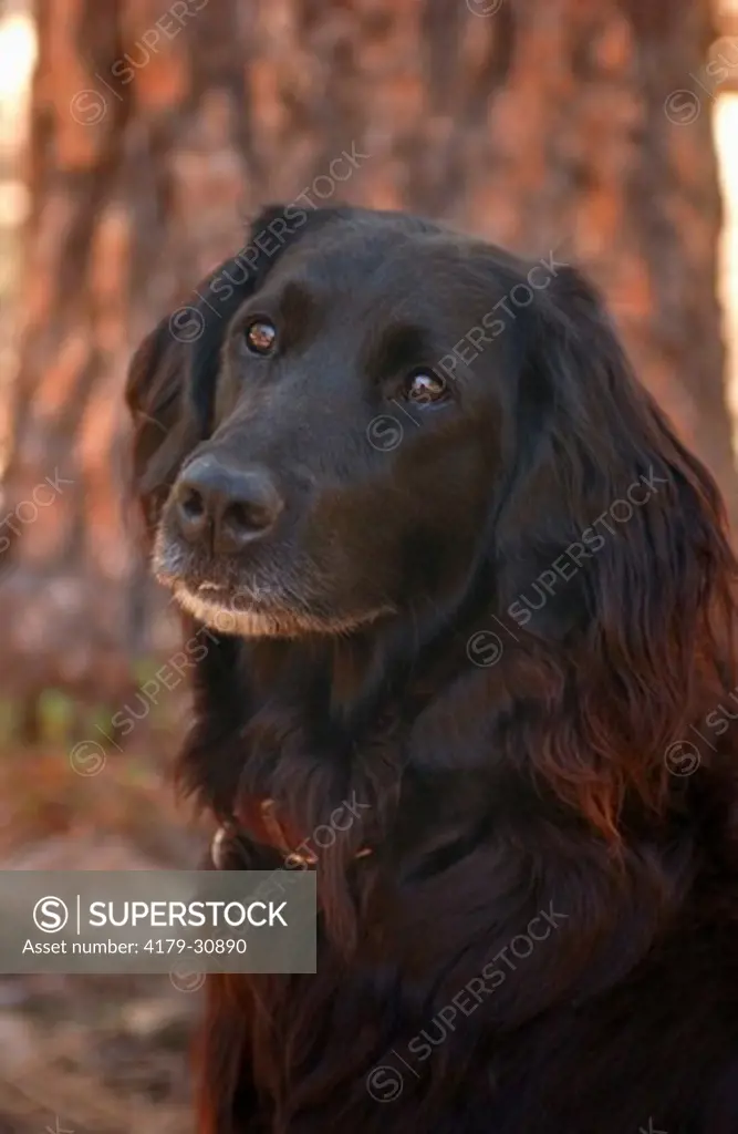 A Black Labrador/Irish mix poses for a portrait. A Ponderodsa Pine tree in the background. - SuperStock