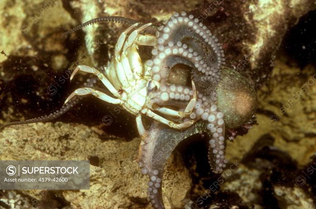 Two-spotted Octopus (Octopus bimaculatus) eating Crab prey ...