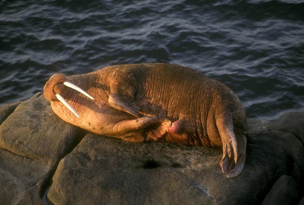 Walruses Penis 6