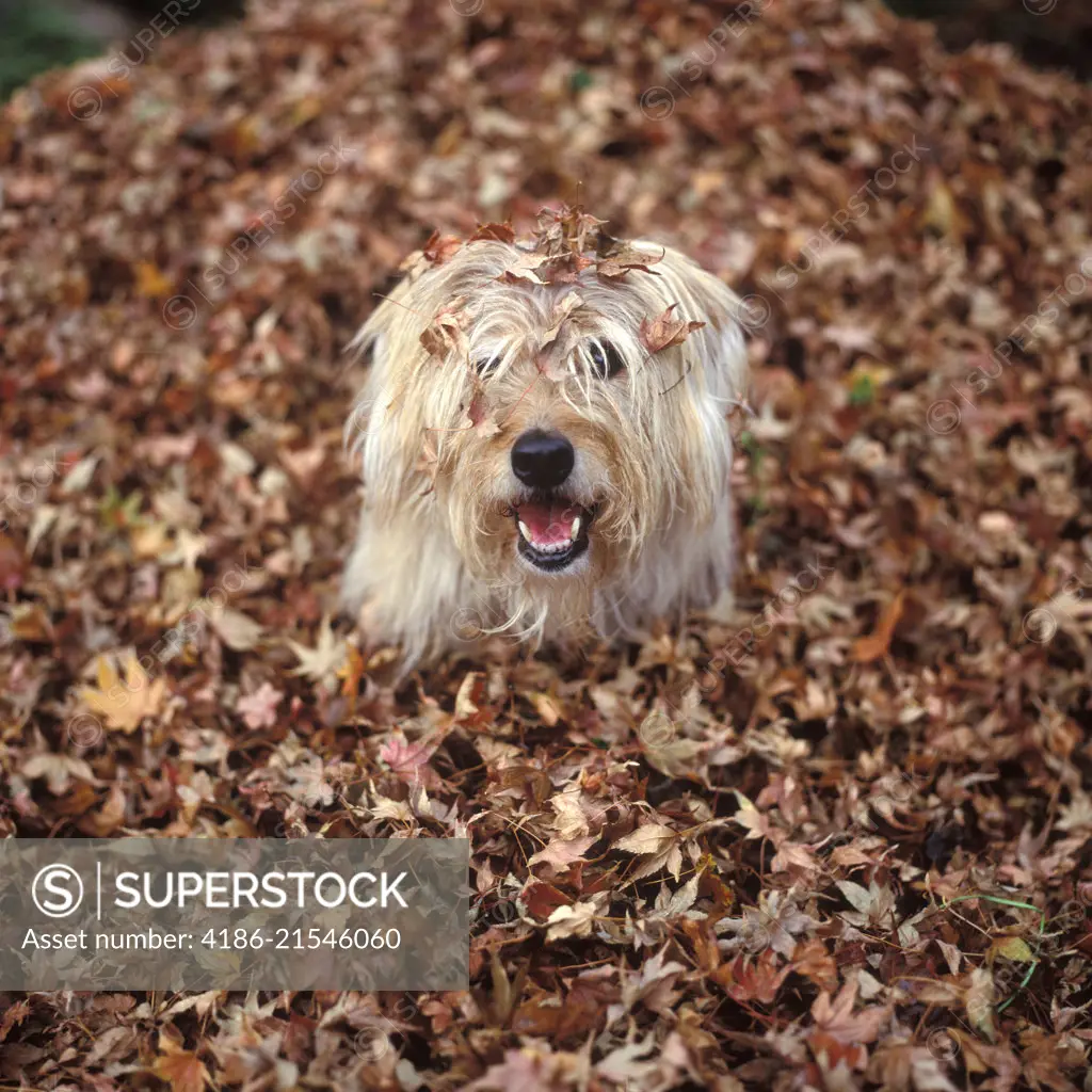 1990s DOG COVERED IN LEAVES UP TO HIS HEAD