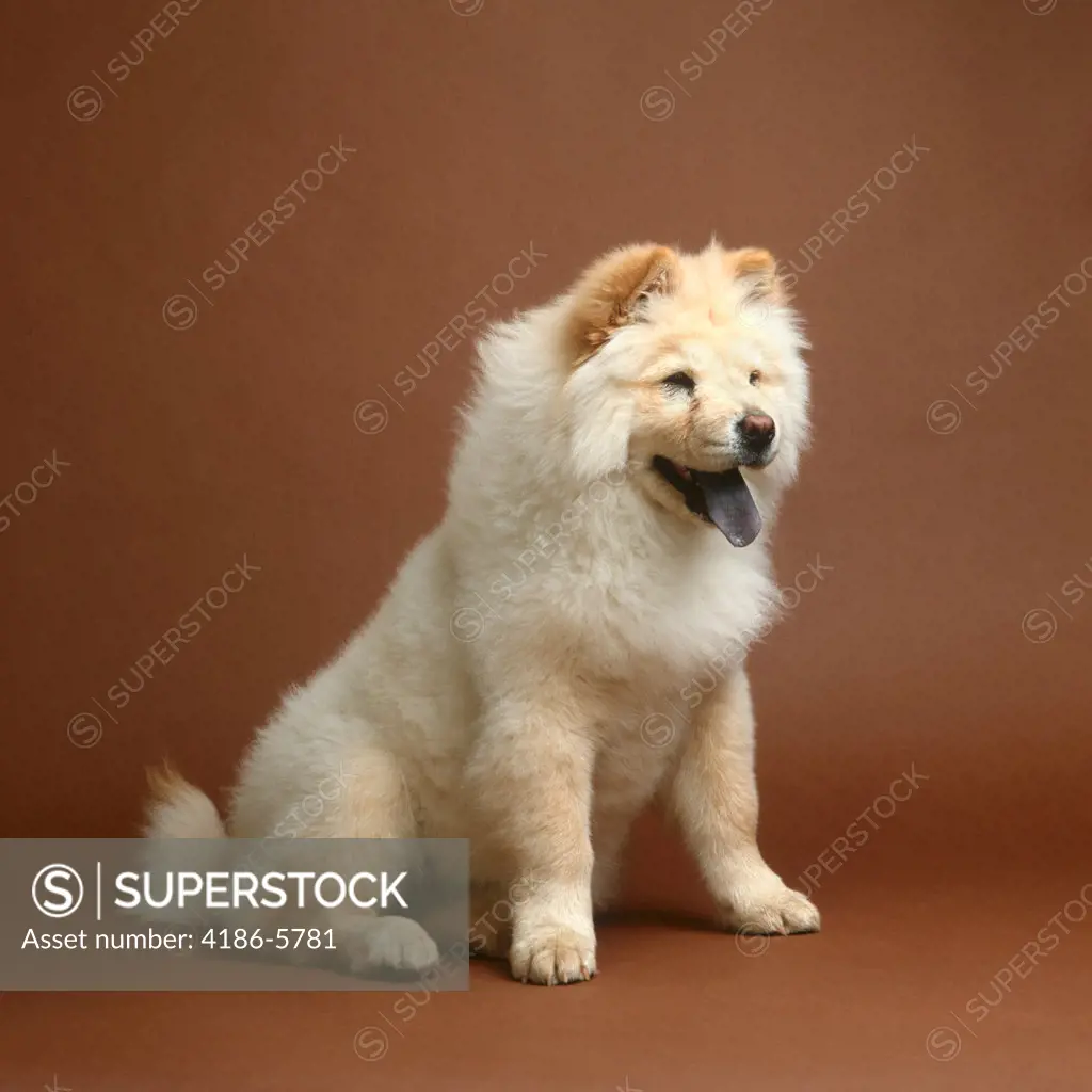 Portrait Blonde Furry Chow Chow Studio Brown Seamless Black Tongue Dogs Dog Pet Pets