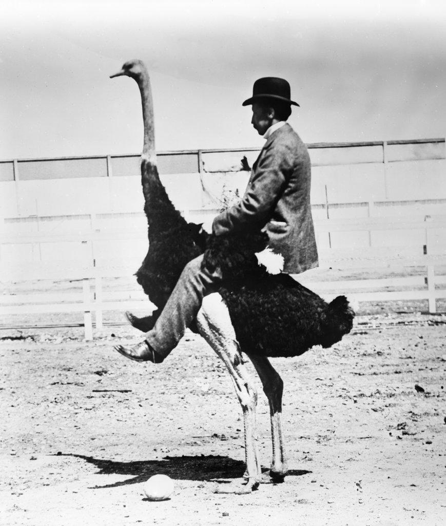 1920s MAN WEARING BOWLER HAT RIDING ON BACK OF OSTRICH