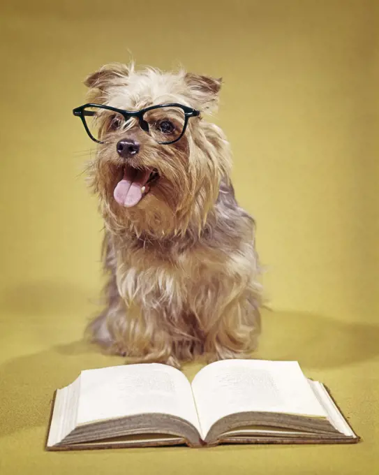 1960s A SHAGGY DOG WEARING EYEGLASSES WITH BOOK LOOKING AT CAMERA  - dogs