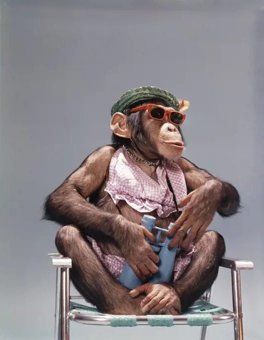 1960S 1970'S Chimpanzee Wearing Summer Clothing And Sunglasses Sitting In Lawn Chair Holding Binoculars