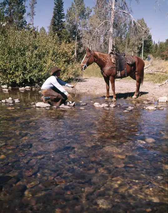 1970S Cowboy In Stream Kneeling Try To Lead Horse Into Water