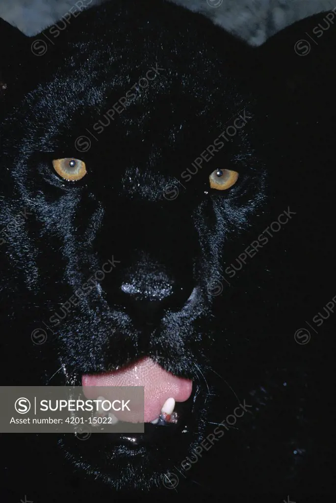 Jaguar (Panthera onca) black panther color morph, growling, Central America  - SuperStock