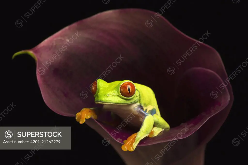 Red-eyed Tree Frog (Agalychnis callidryas) female, native to Central and South America