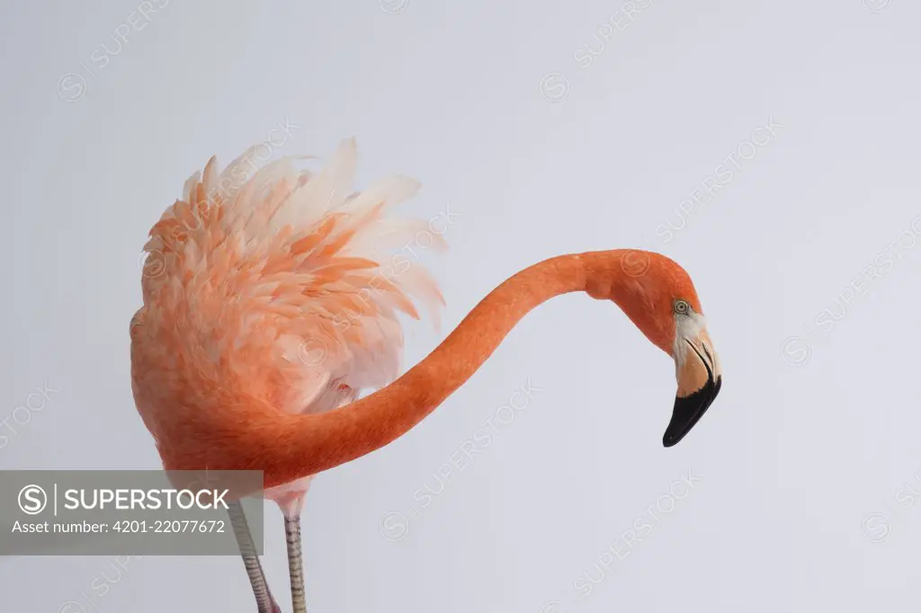 Greater Flamingo (Phoenicopterus ruber), native to Africa, Asia, and Europe