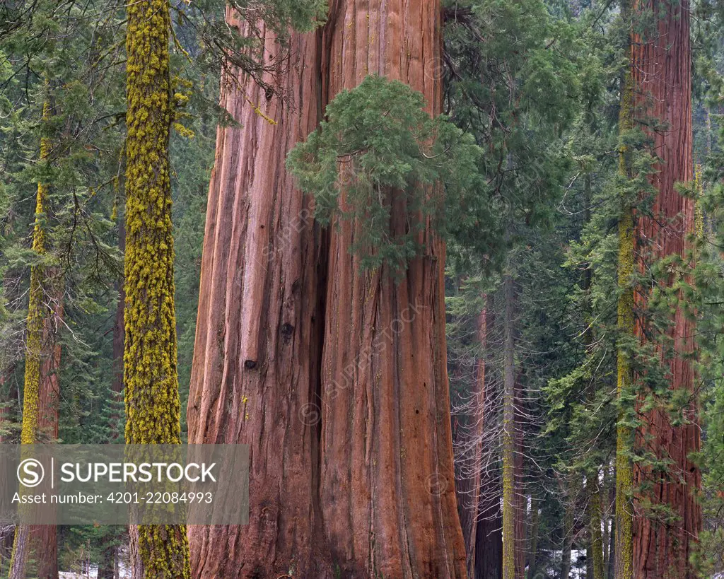 Giant Sequoia (Sequoiadendron giganteum) trees, California