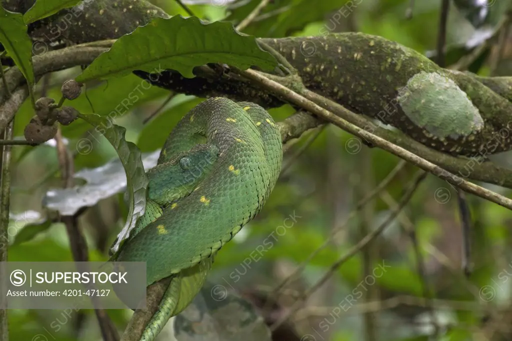 Green Bush Viper (Atheris chlorechis) coiled in tree, Atewa Range, Ghana -  SuperStock