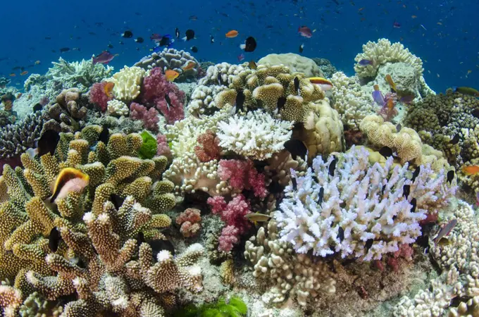 Coral reef showing diversity of corals, Fiji
