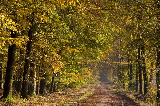 Road in forest in autumn, Orvelte, Netherlands