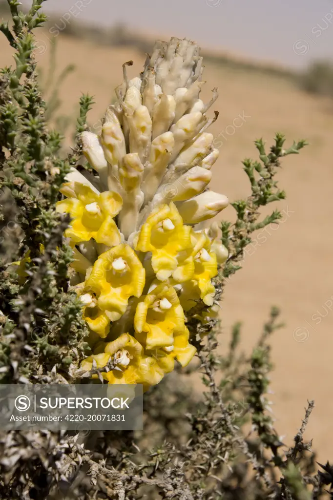 Desert Hyacinth / Desert Broomrape - Holoparasitic desert plant  (Cistanche tubulosa). Abu Dhabi - United Arab Emirates. one of the species used to obtain the Chinese herbal medicine Cistanche.
