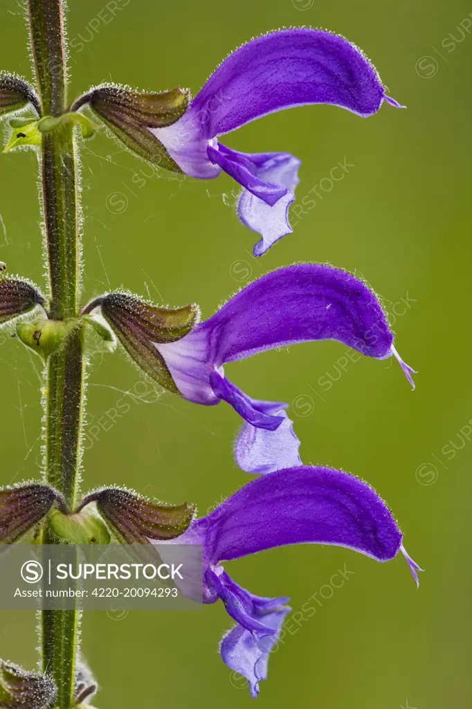Meadow Clary  (Salvia pratensis). Romania.
