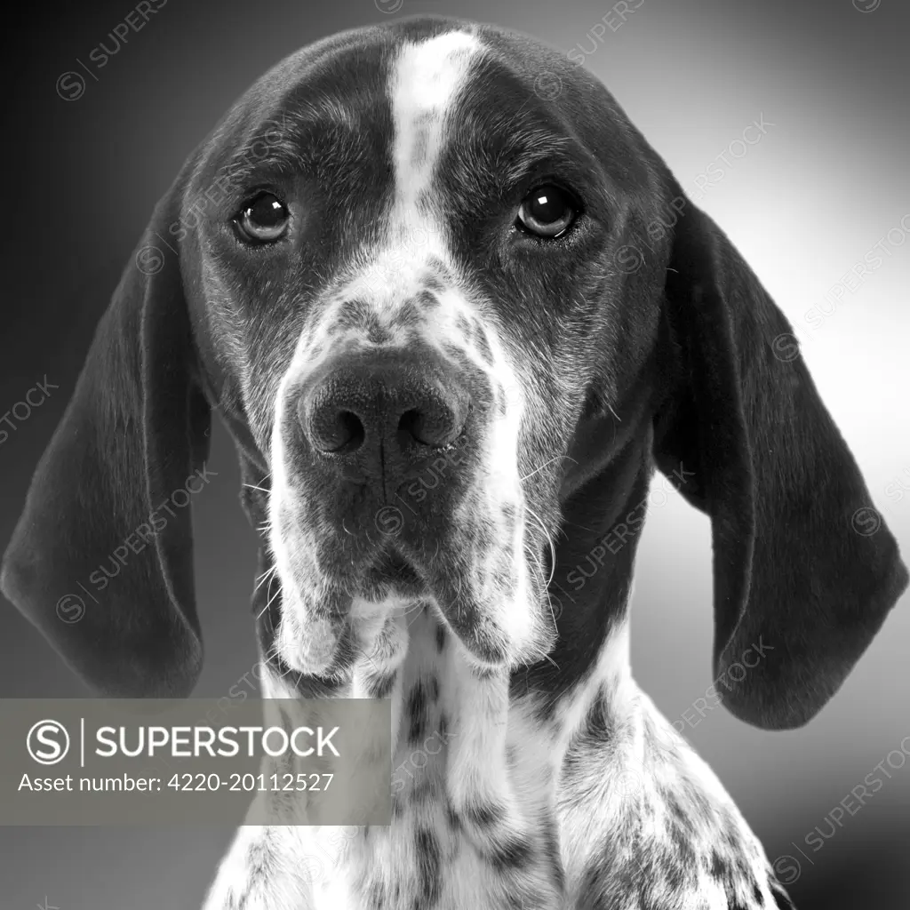 Pointer Dog - close-up of face. Black and White - SuperStock