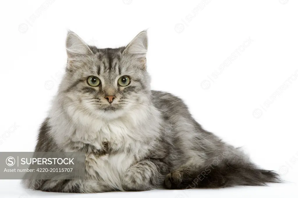 Cat - Siberian - long-haired black & silver mackerel tabby - SuperStock