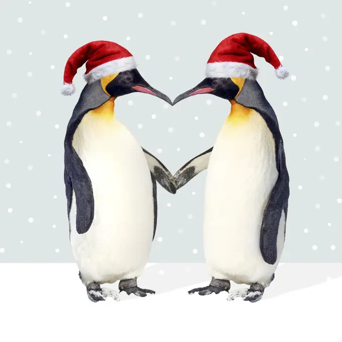 Emperor Penguin, pair wearing Christmas hats and holding hands creating a heart shape     Date: 