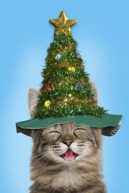 Cat, Turkish Angora smiling / laughing wearing Christmas tree hat   Date: 