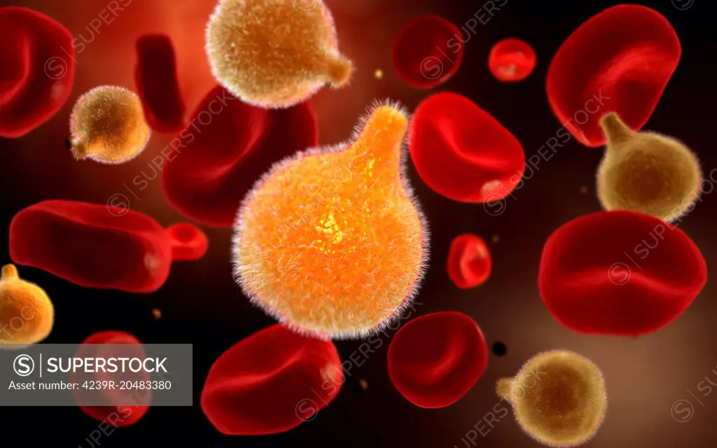 Conceptual image of plasmodium causing malaria.
