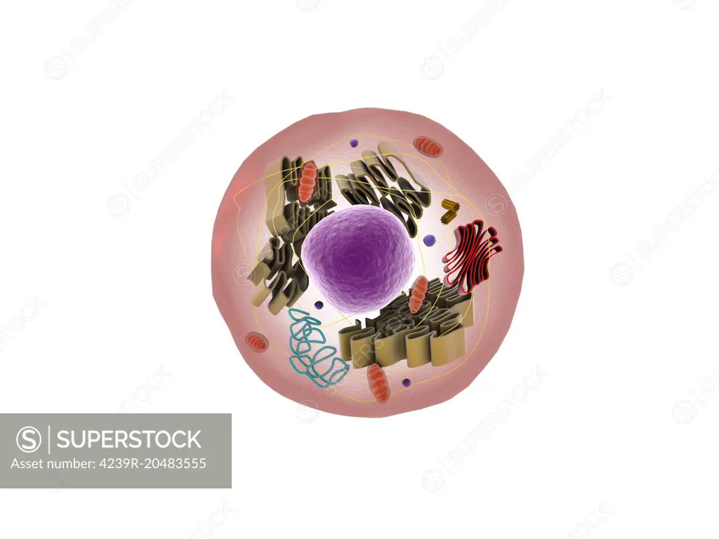 Microscopic view of animal cell. - SuperStock