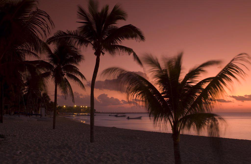 Playa del Carmen, Mexico. Palm tress silhouetted against the sunset on the beach in Playa del Carmen Mexico