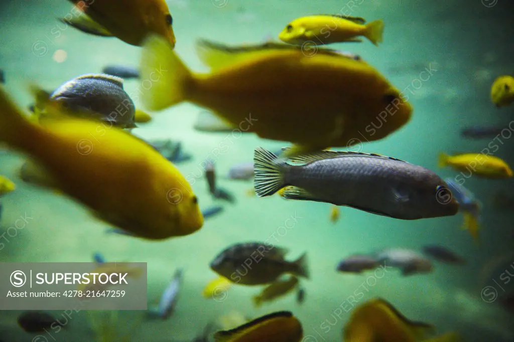 Fish Swimming in Aquarium