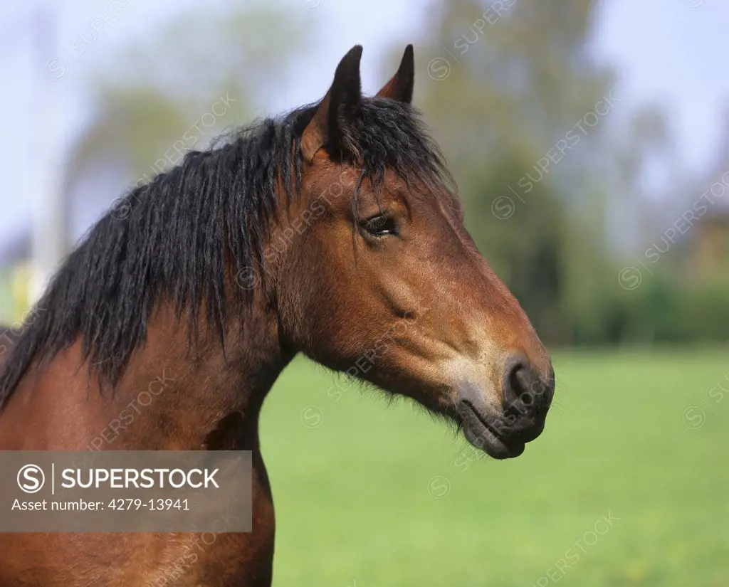 Ardennes horse - portrait - SuperStock