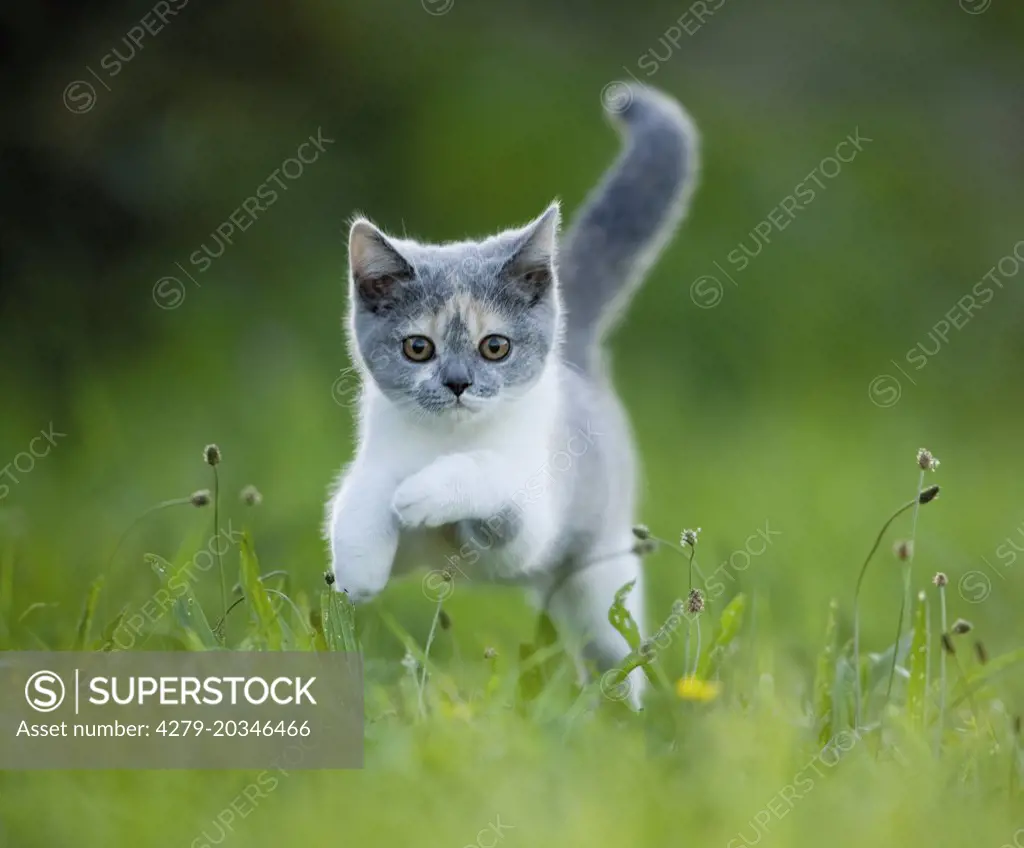British Shorthair. Kitten leaping in grass. Germany