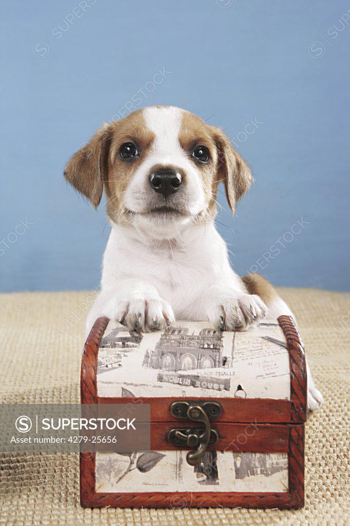 Kromfohrlaender puppy with treasure chest - SuperStock