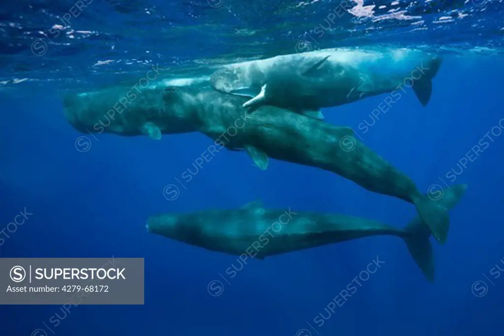 Social behavior of Sperm Whales (Physeter macrocephalus, Physeter catodon), Caribbean Sea, Dominica