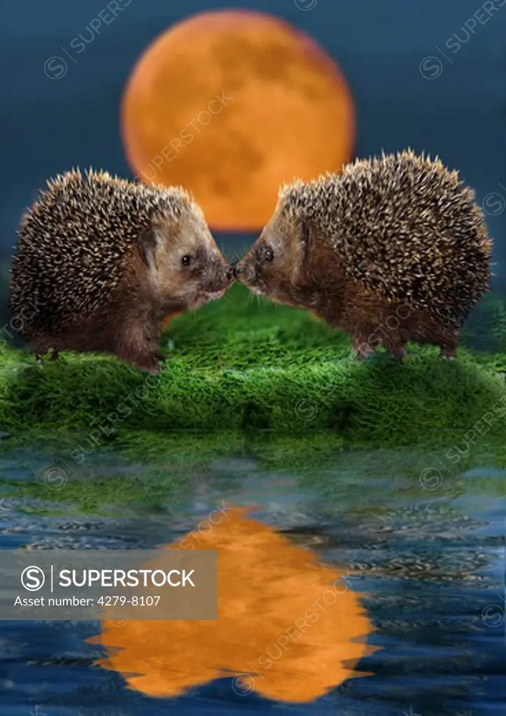 two hedgehogs - cuddle