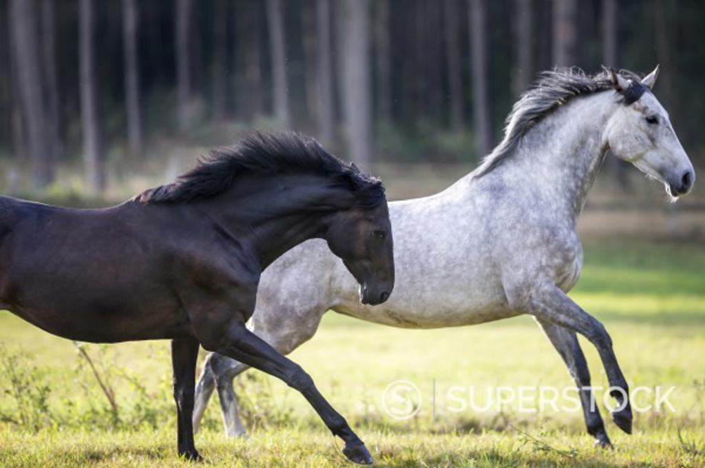 Hanoverian Horse. Bay and gray mare galloping on a pasture. Germany