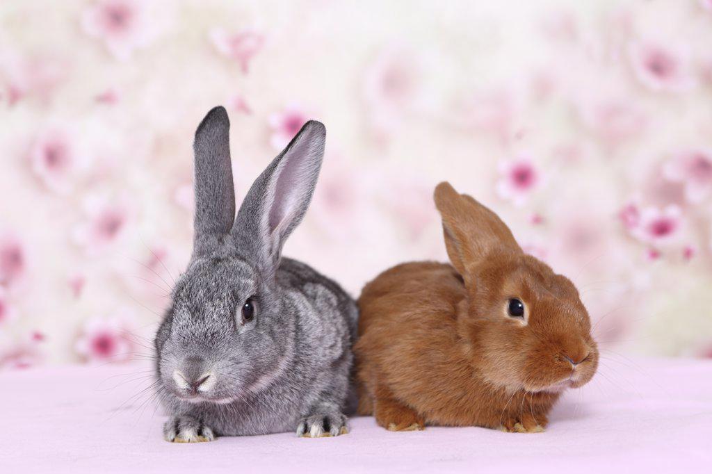Gray domestic rabbit and New Zealand Red rabbit sitting next to each other. Studio picture seen against a light background with Cherry flower print. Germany