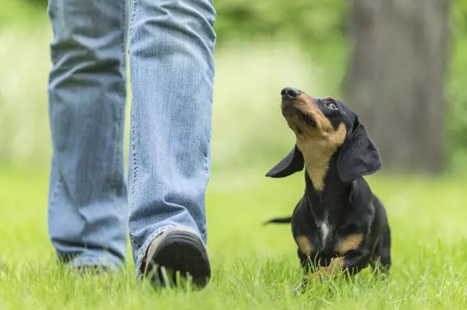 Short-haired Dachshund. Adult walking to heel, looking up. Germany
